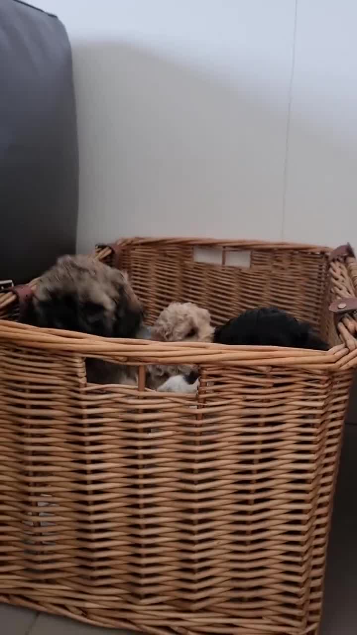Maltipoo dogs for sale: Rare F2 Toy Maltipoos, DNA Clear + Basic Training - Video 3