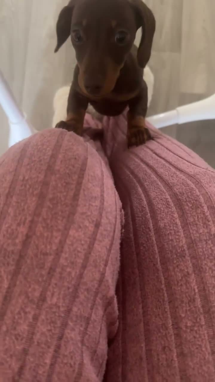 Miniature Dachshund dogs for sale: Miniature dachshund  - Video 2