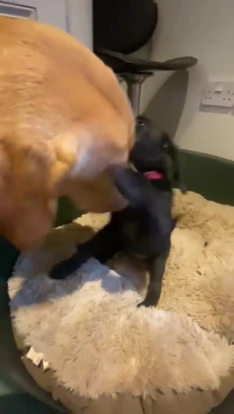 Springador dogs for sale: Springador Puppies - Video 1