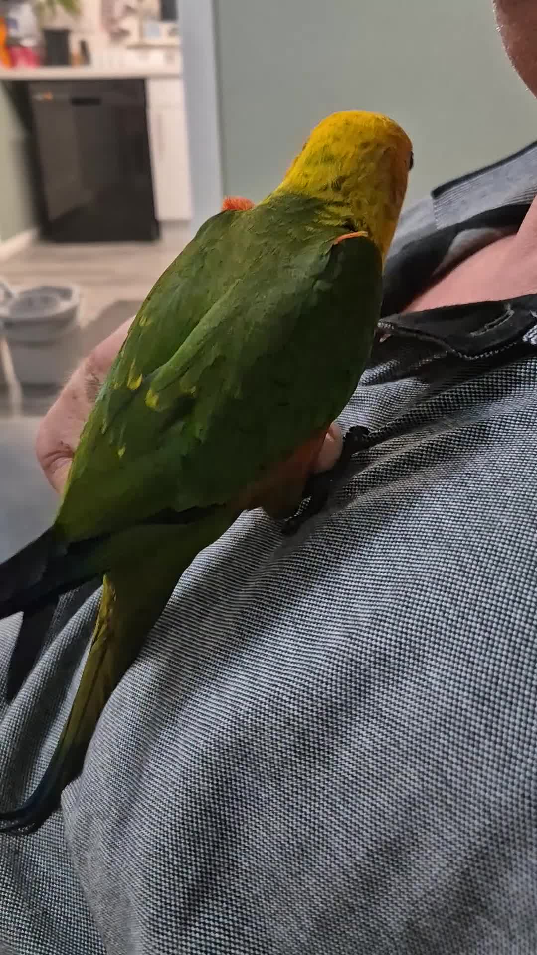 Conures birds for sale: Jenday conure - Video 2