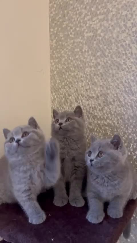 British Shorthair cats for sale: GORGEOUS BSH Kittens - Video 1