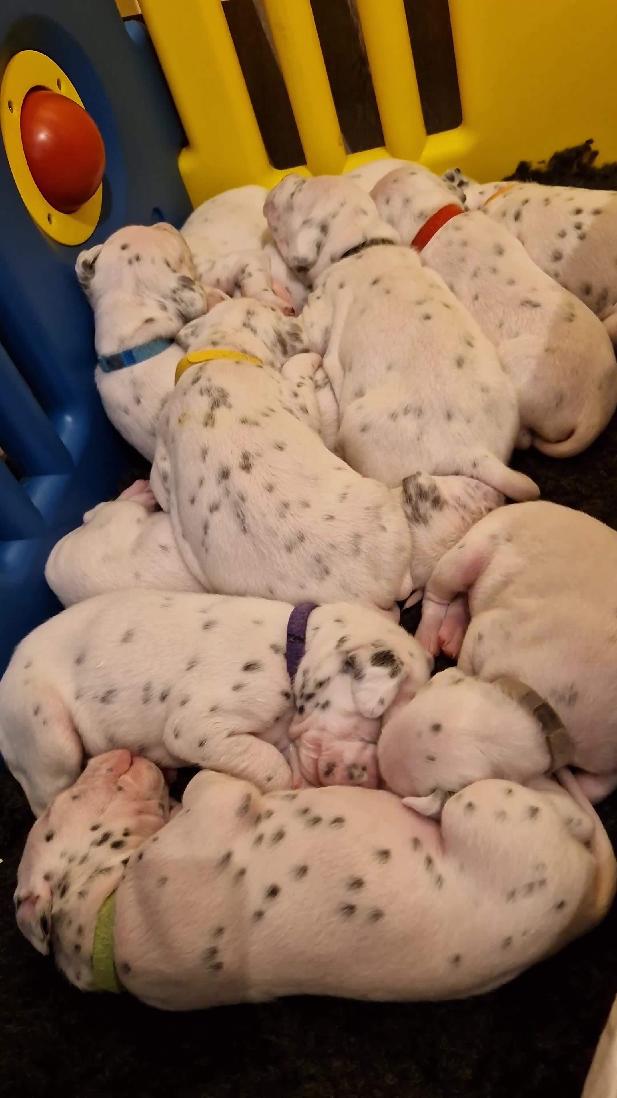 Dalmatian dogs for sale: **Beautiful litter of 11 KC Dalmatians** - Video 2