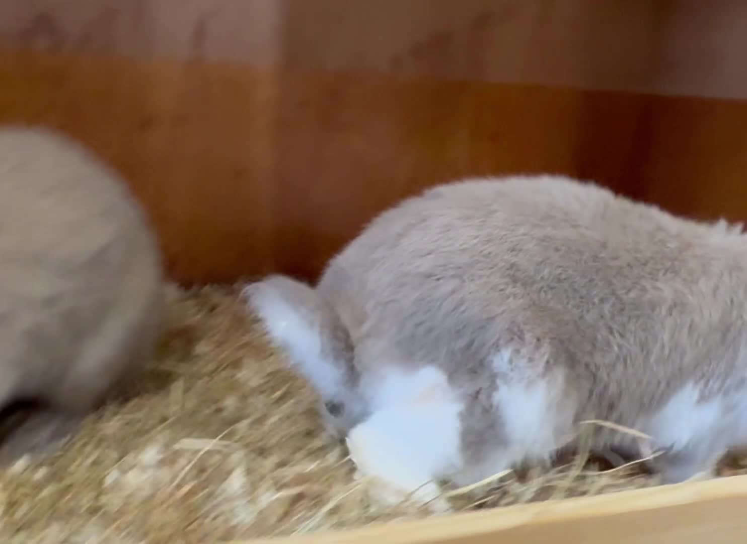French Lop rabbits for sale: Beige Butterfly French Lop Baby Doe - Video 1