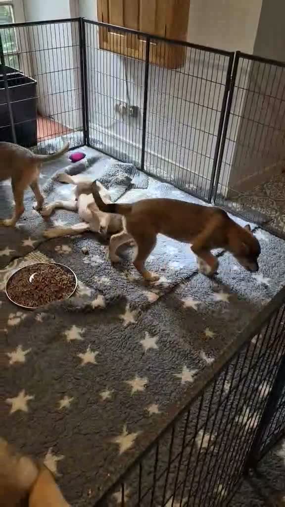 Saarloos Wolfdog dogs for sale: Female available - vaccinated and ready to leave - Video 1