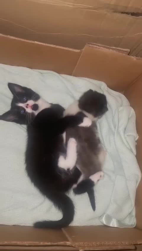 Mixed Breed cats for sale: Tiny Tuxedo Explorer Bella - Ready to leave - Video 2