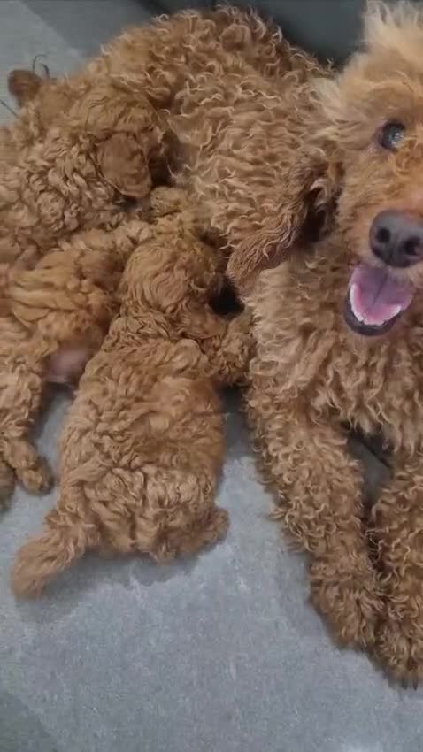 Miniature Poodle dogs for sale: KC Fox Red Miniature Poodle Boys - Video 2