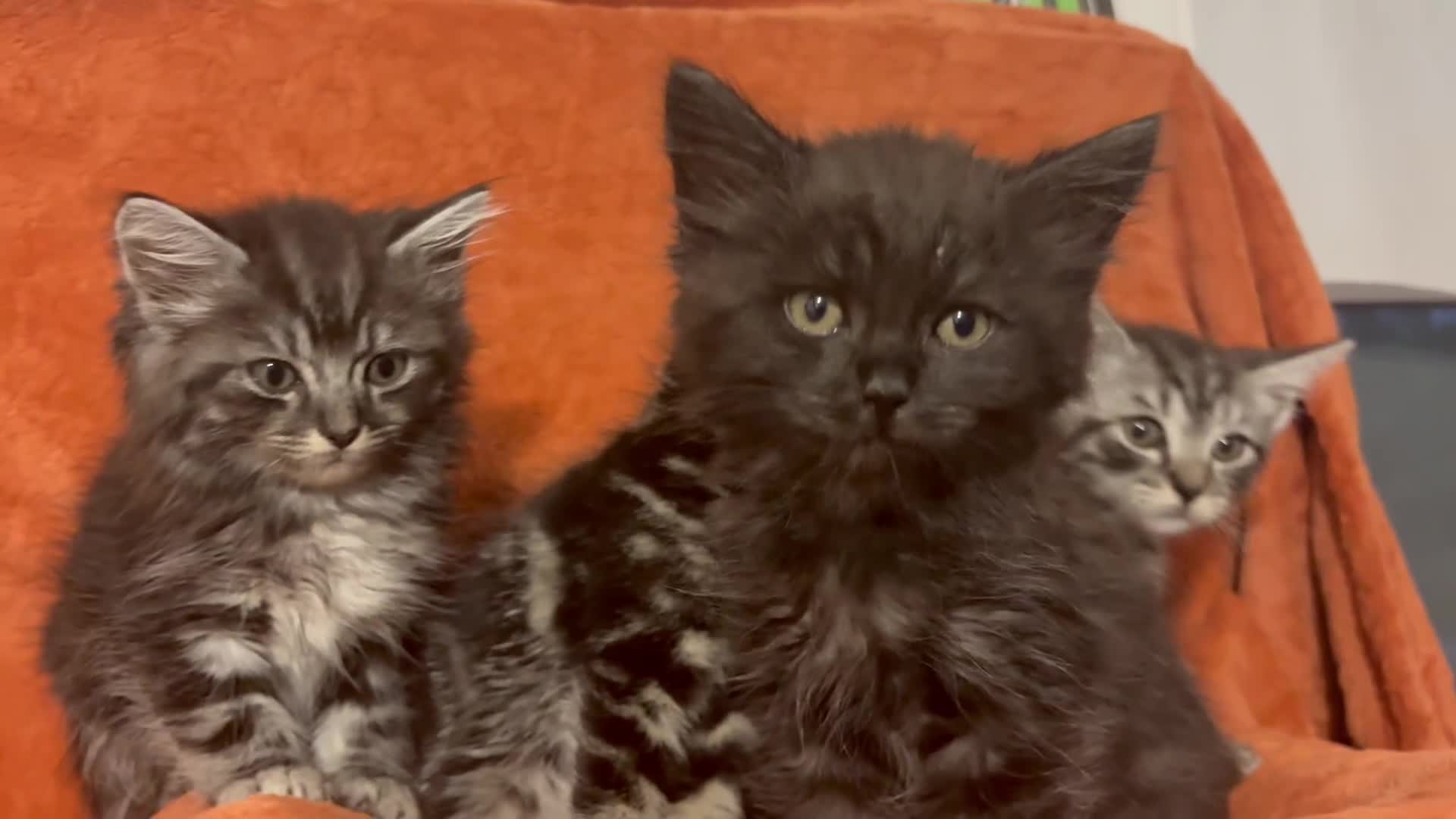 Ragdoll cats for sale: Ragdoll x British Shorthair kittens - Video 1