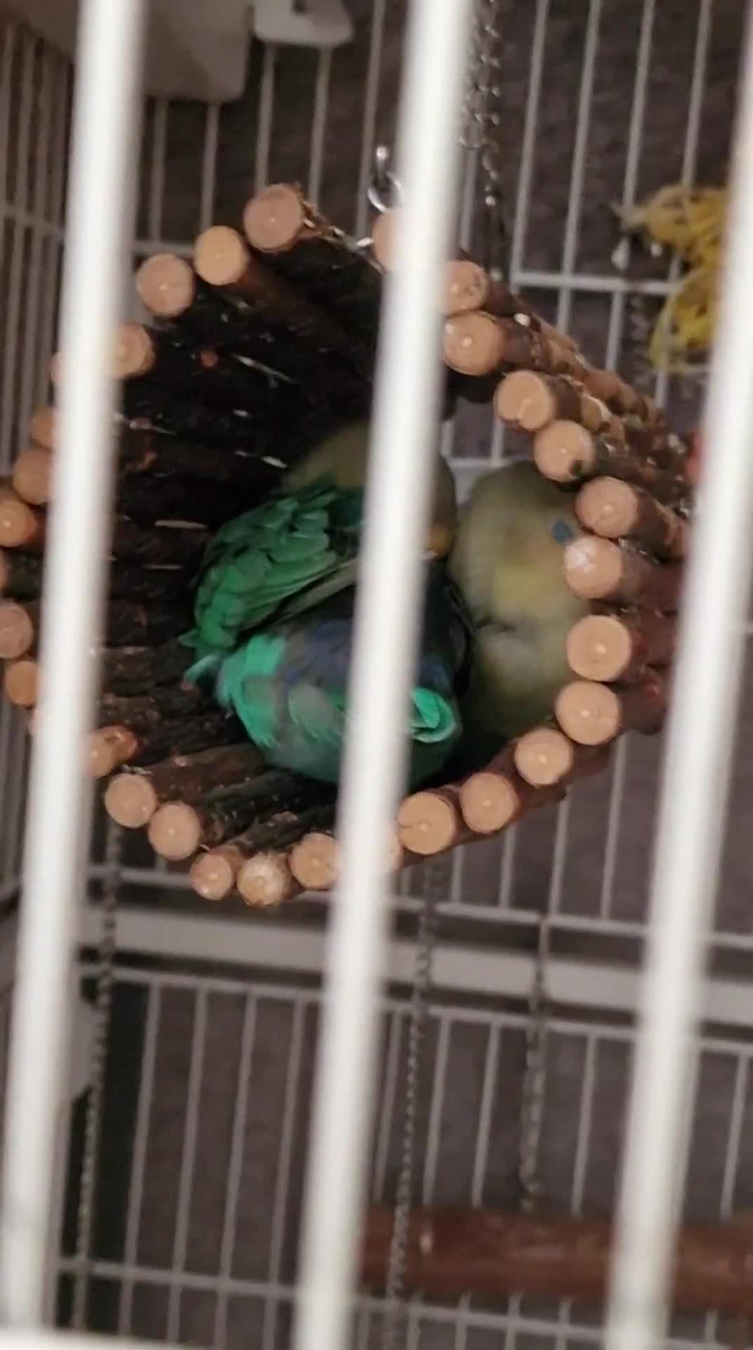 Lovebirds birds for sale: Beautiful paired lovebirds Price reduced from £220 - Video 1