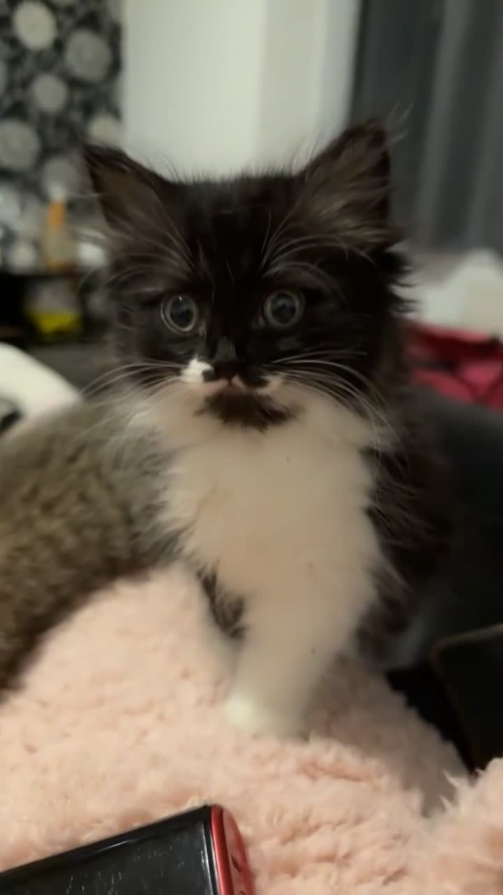 Persian cats for sale: Shorthair RagDoll Persian X British longhair  - Video 2