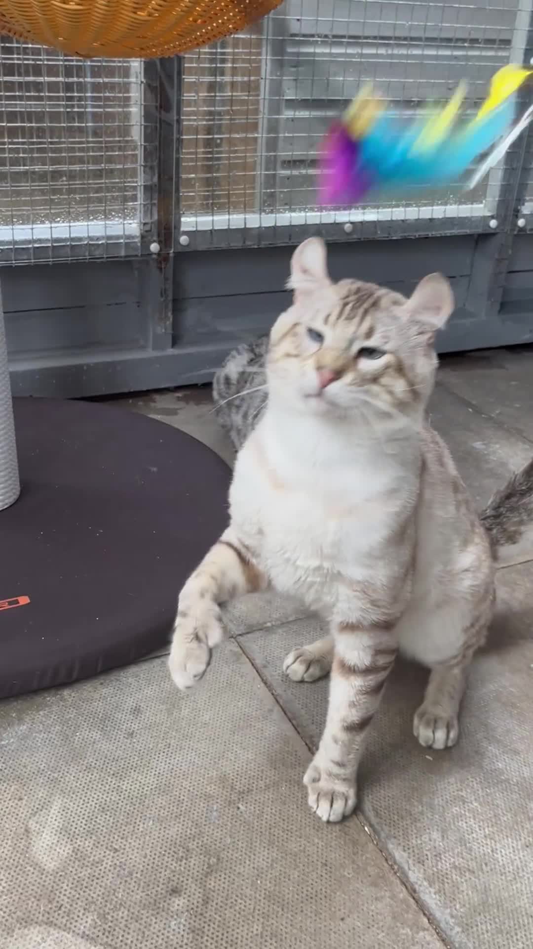 Keetso cats for sale: Gorgeous polydactyl curled eared boy  - Video 1