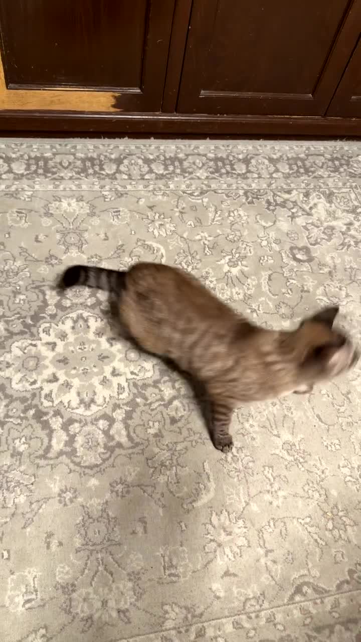 Mixed Breed cats for sale: Beautiful Half British Shorthair x Bengal Kittens  - Video 3