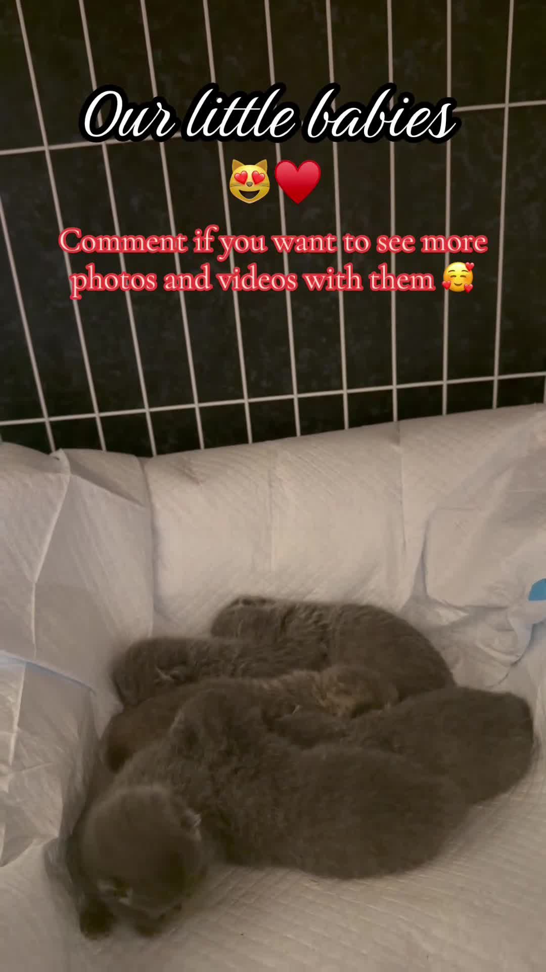 Scottish Fold cats for sale: Beautiful Scottish Fold Kittens for Sale 🐾 - Video 2