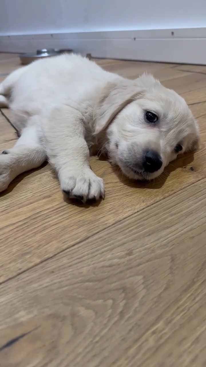 Golden Retriever dogs for sale: Adorable Golden Retriever Puppies  - Video 2
