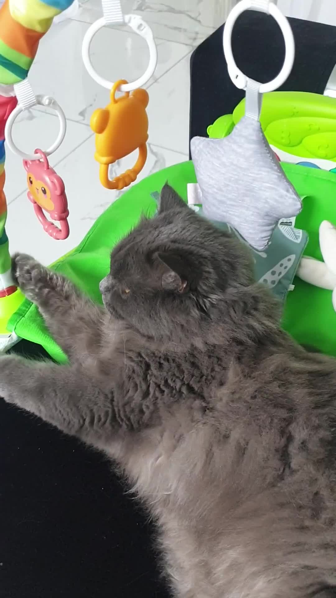 British Longhair cats for sale: Mister - Video 1