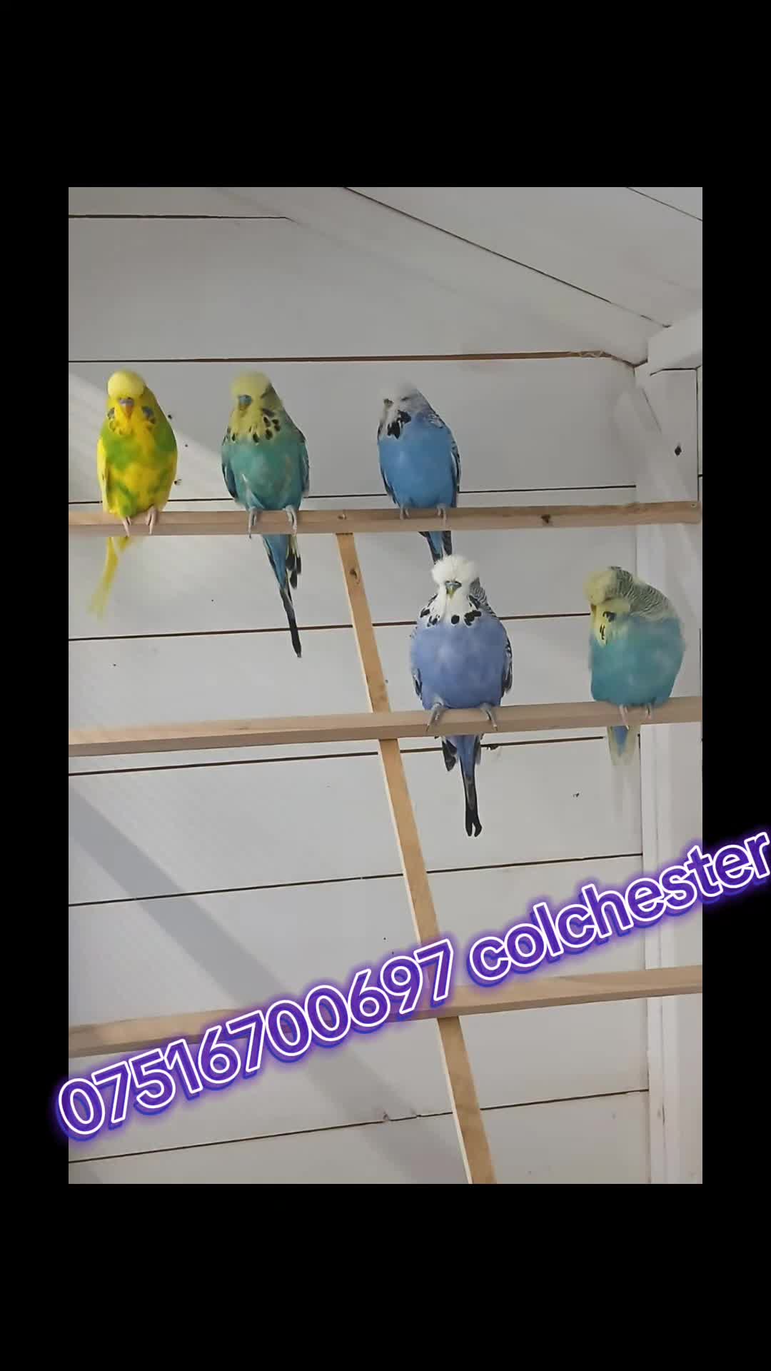 Budgerigars birds for sale: Adult budgies ready now !!!! Don't miss out  in Colchester - Video 1