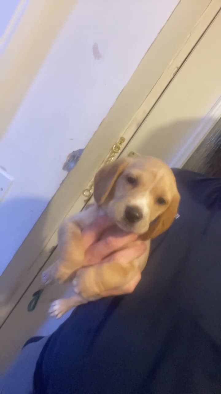 Bocker dogs for sale: 2 stunning bocker pups for sale  in Bradford - Video 1