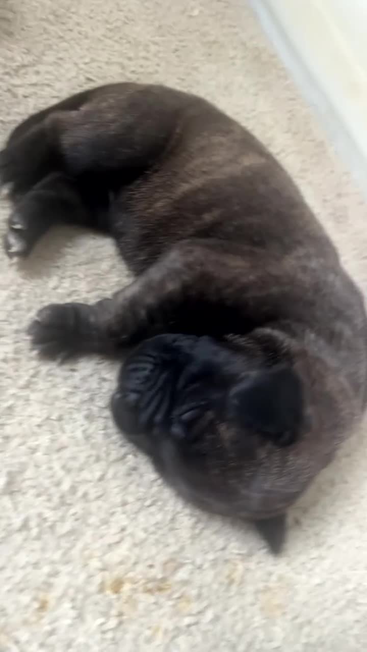 Presa Canario dogs for sale: Presa Canario puppies - Video 1