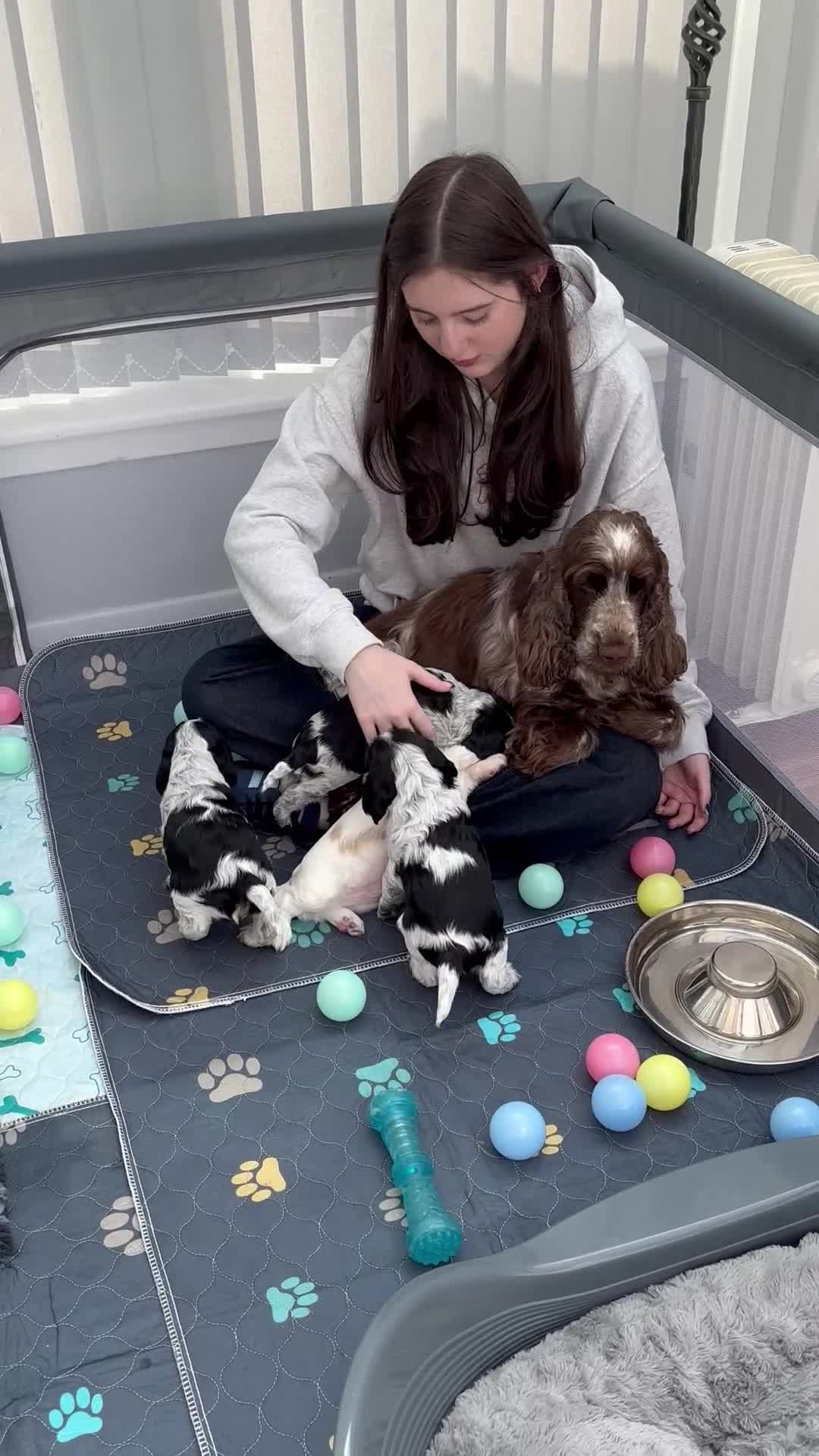 Cocker Spaniel dogs for sale: Litter of quality show Cocker spaniel puppies - Video 2