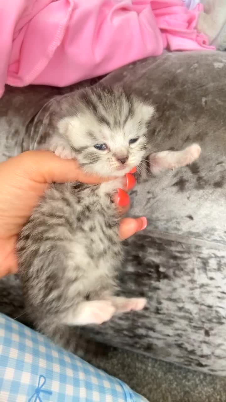 Mixed Breed cats for sale: 6 x stunning unique silver British shorthair tabs in Birmingham - Video 1