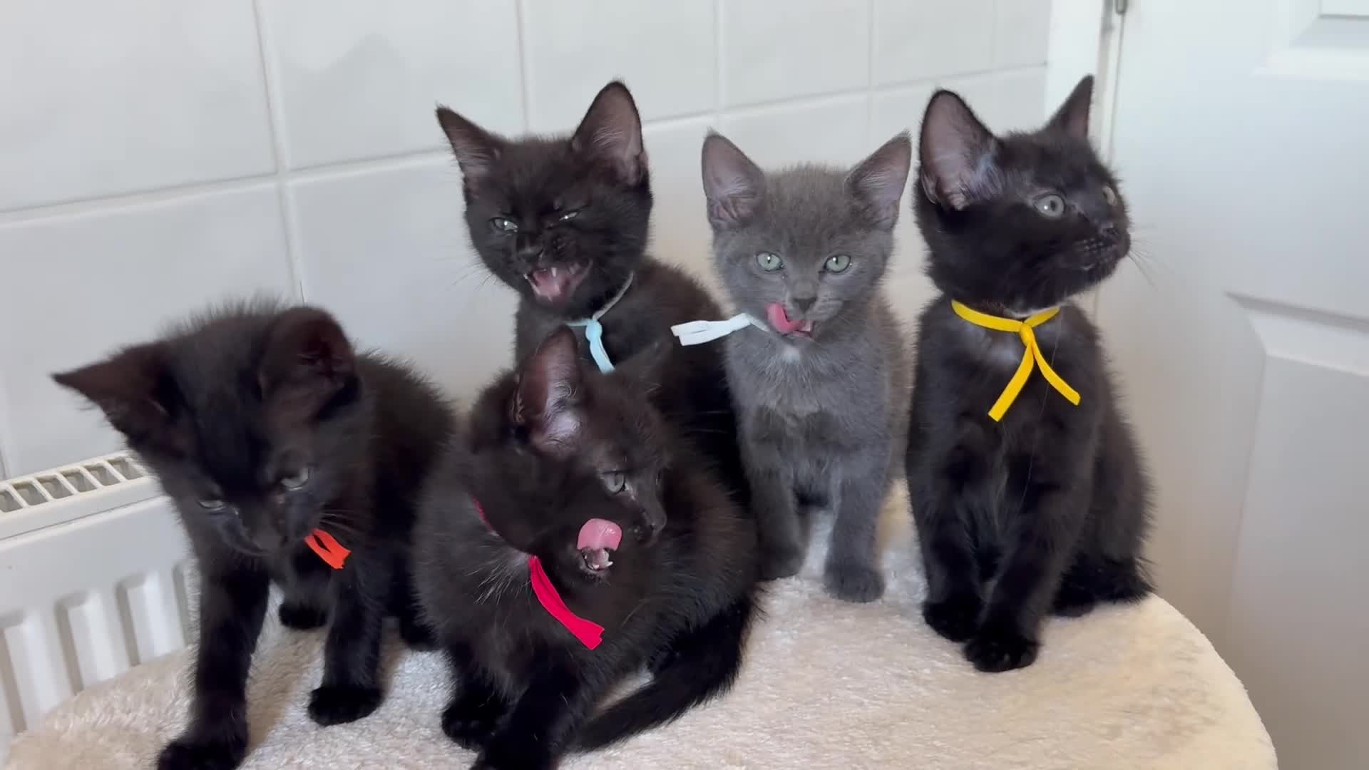 American Shorthair cats for sale: 5 little kittens looking for new forever home - Video 1