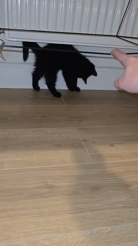 Scottish Fold cats for sale: Scottish straight - Video 1