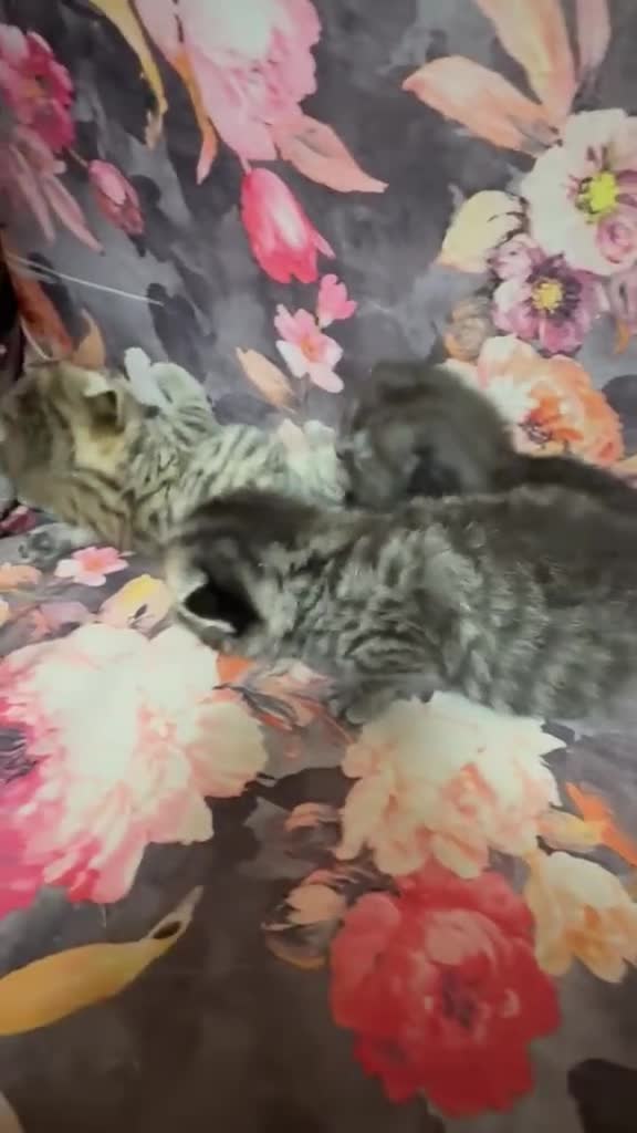 British Shorthair cats for sale: Quality British shorthair kittens  - Video 1