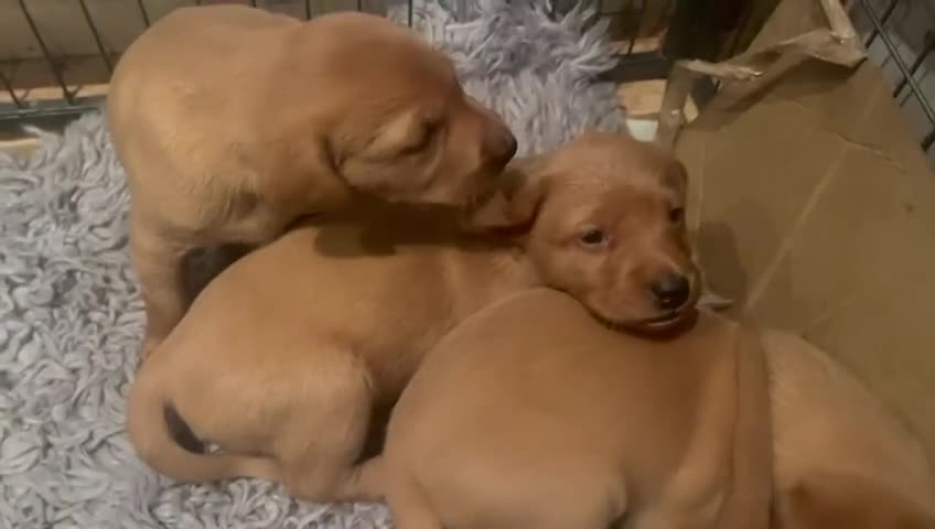 Labrador Retriever dogs for sale: Stunning Fox Red Labrador Puppies For Sale - Video 2