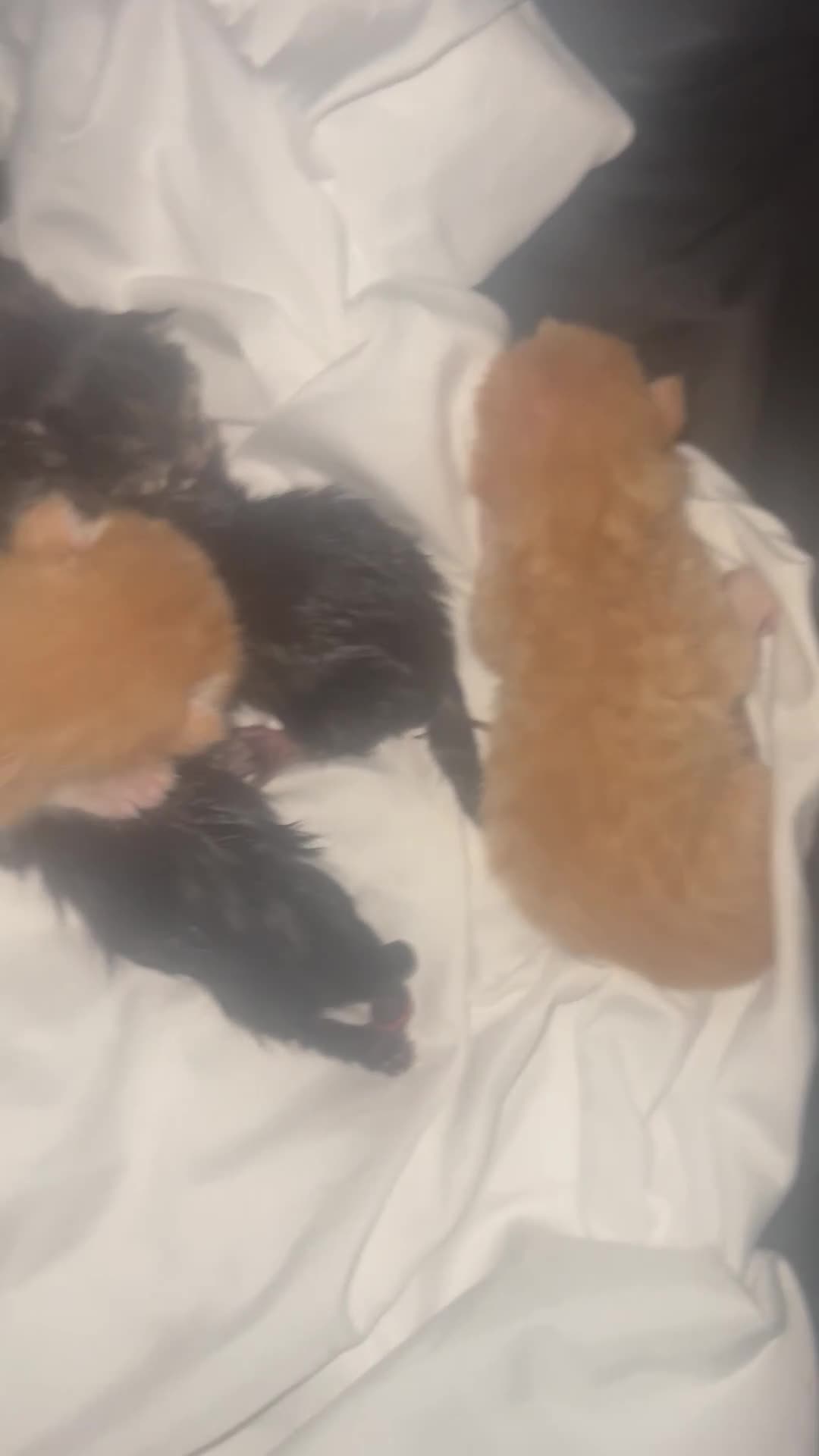 Mixed Breed cats for sale: Beautiful litter of kittens  - Video 3