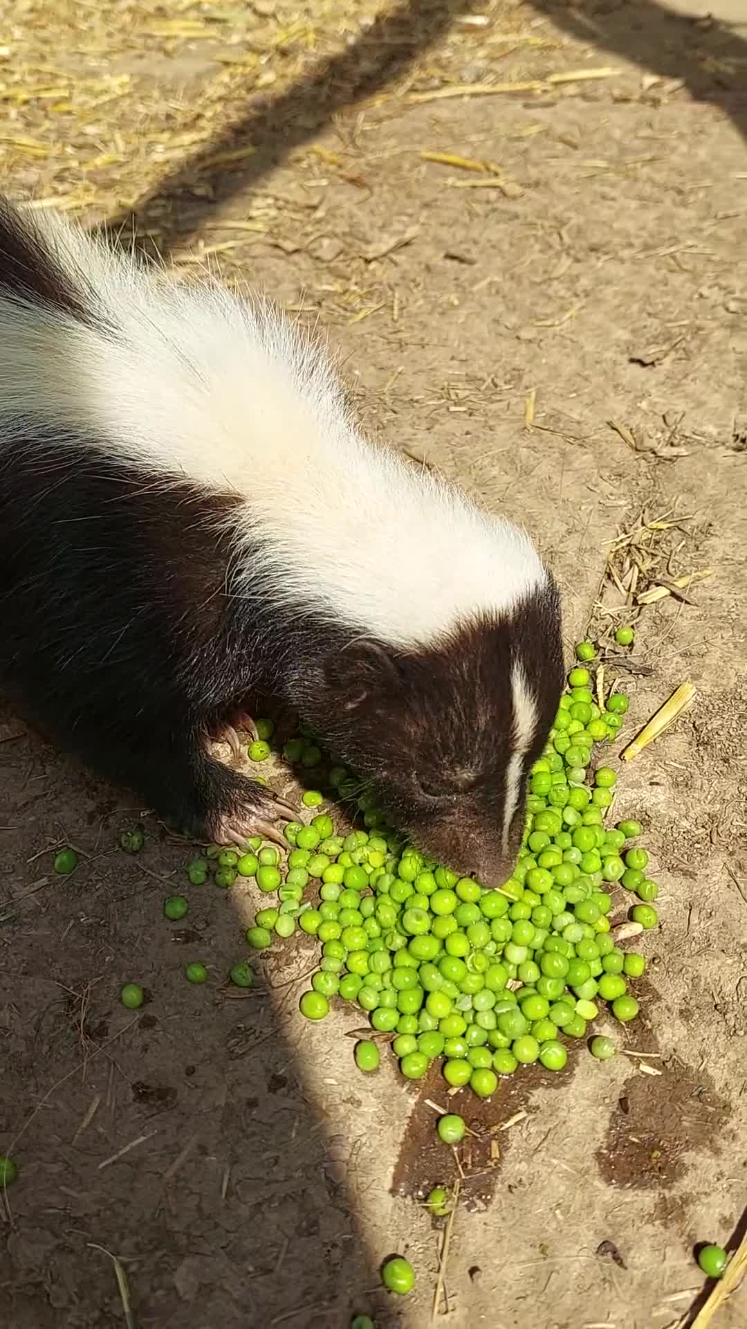Mixed Breed rodents for sale: Gorgeous skunk - Video 1