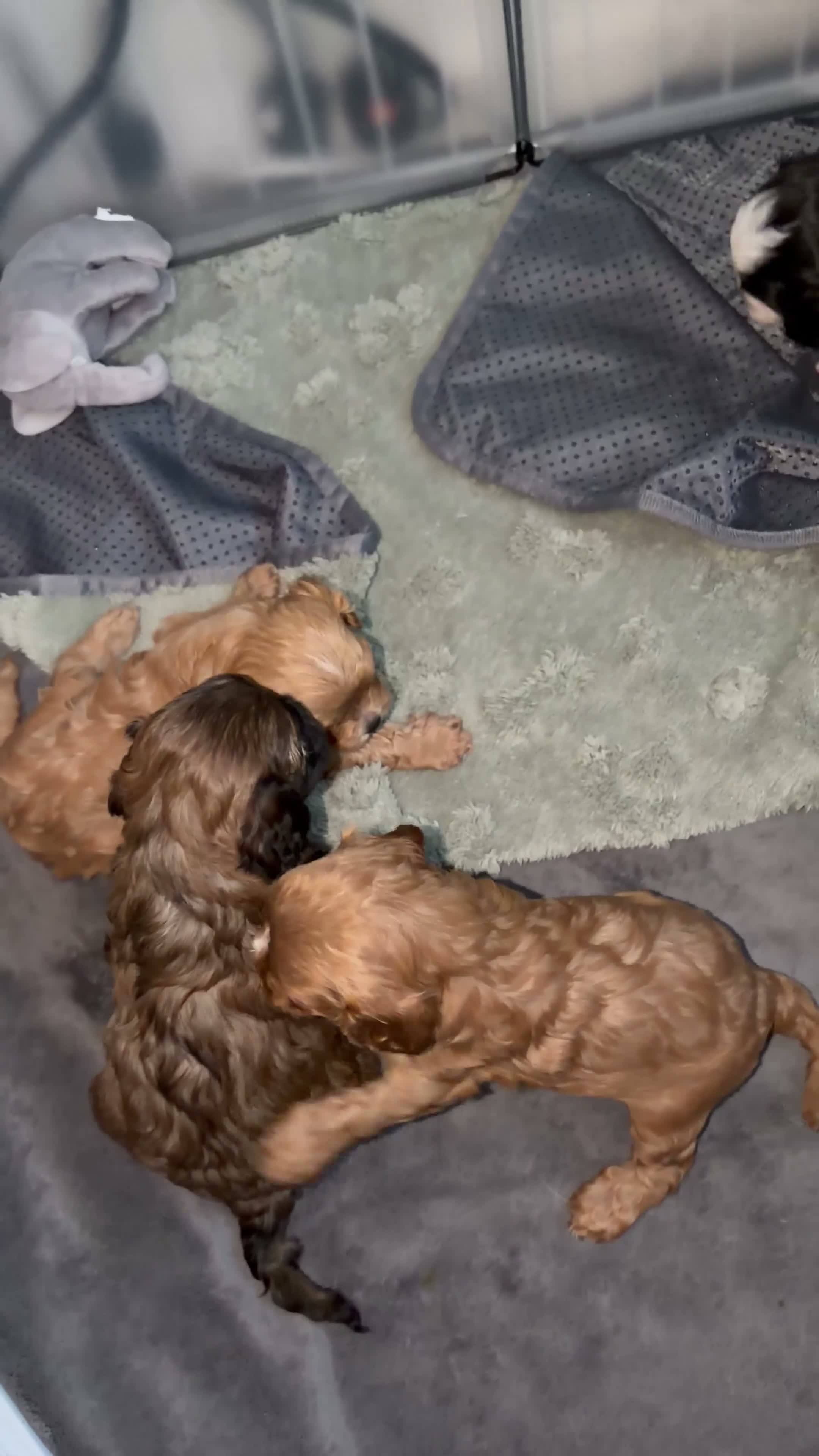 Cavapoo dogs for sale: Only One Female Cavapoo Puppy Left – Apricot Girl - Video 2