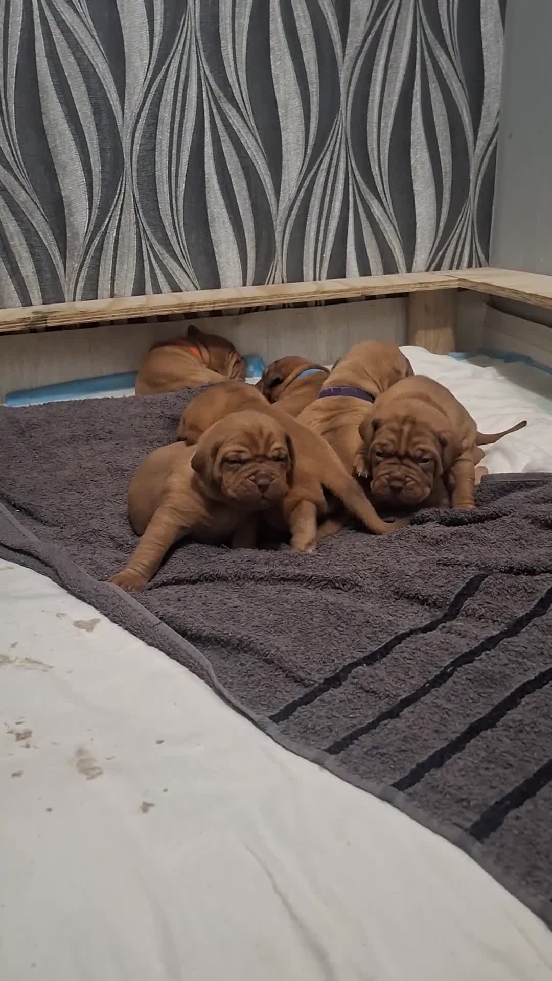 Dogue De Bordeaux dogs for sale: Dogue De Bordeaux Puppies-Champion Bloodlines - Video 3