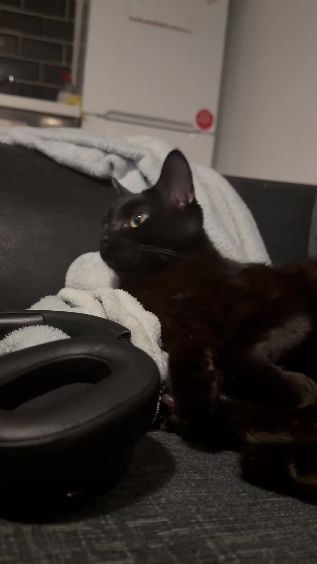 Domestic Shorthair cats for adoption: Cat Looking for a Loving Forever Home  in Nottingham - Video 4