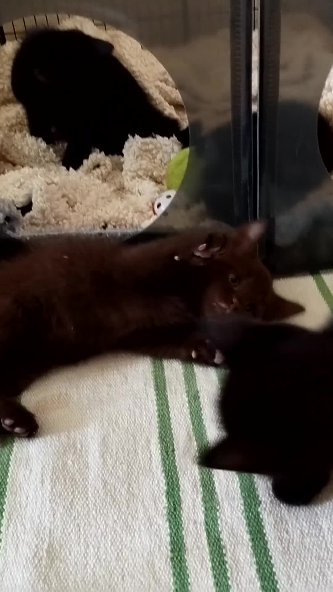 British Shorthair cats for sale: Rare Chocolate & Black Kittens – Ready Now 🐾 - Video 3
