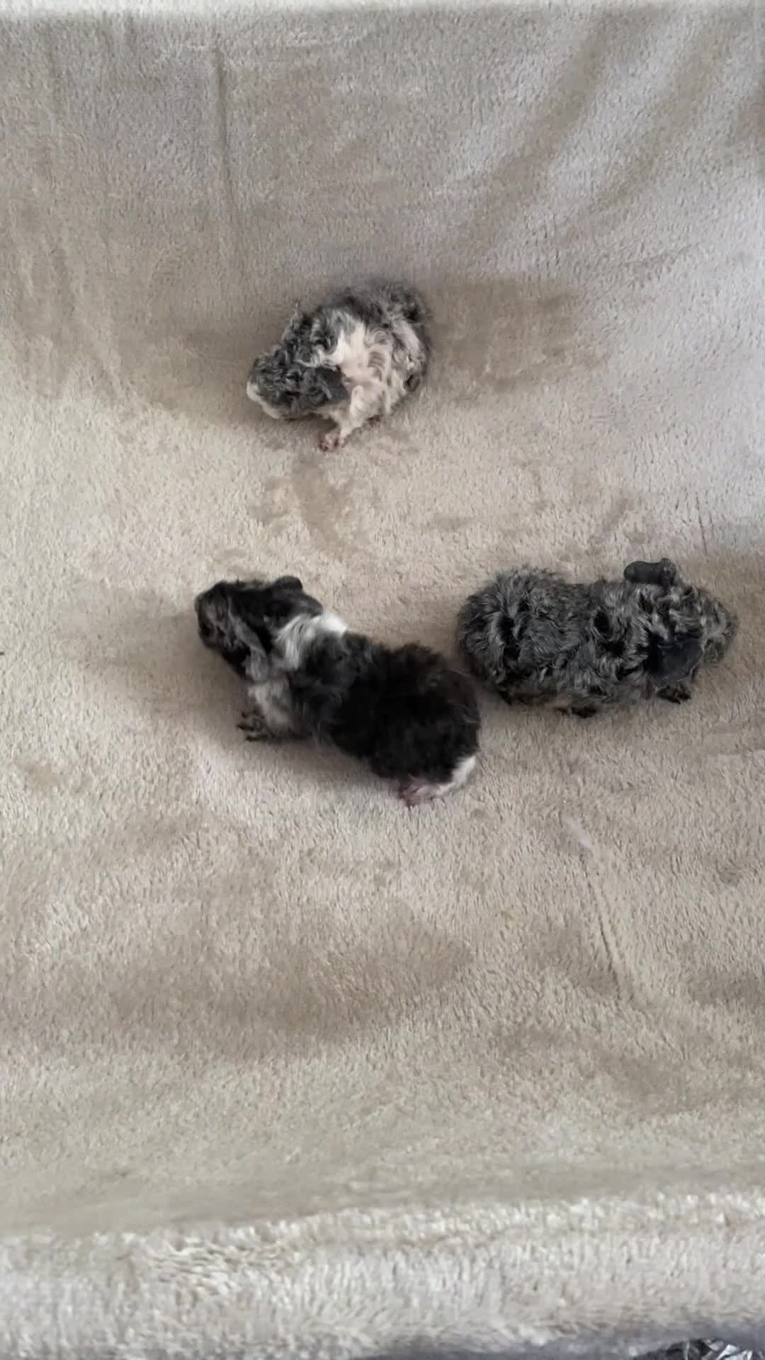 Guinea Pig rodents for sale: Lunkarya babies - Video 1