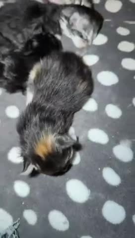 Maine Coon cats for sale: Maine Coon Kittens - Video 5