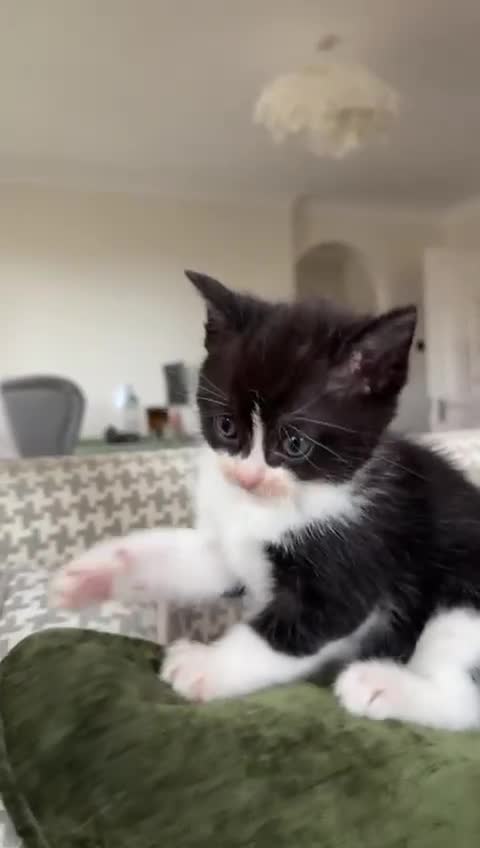 Ragdoll cats for sale: 2 Ragdoll mix kittens  - Video 3