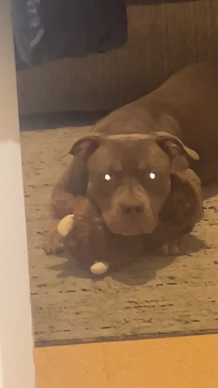 Mixed Breed dogs for sale: My name is Nova.    please adopt me  - Video 1