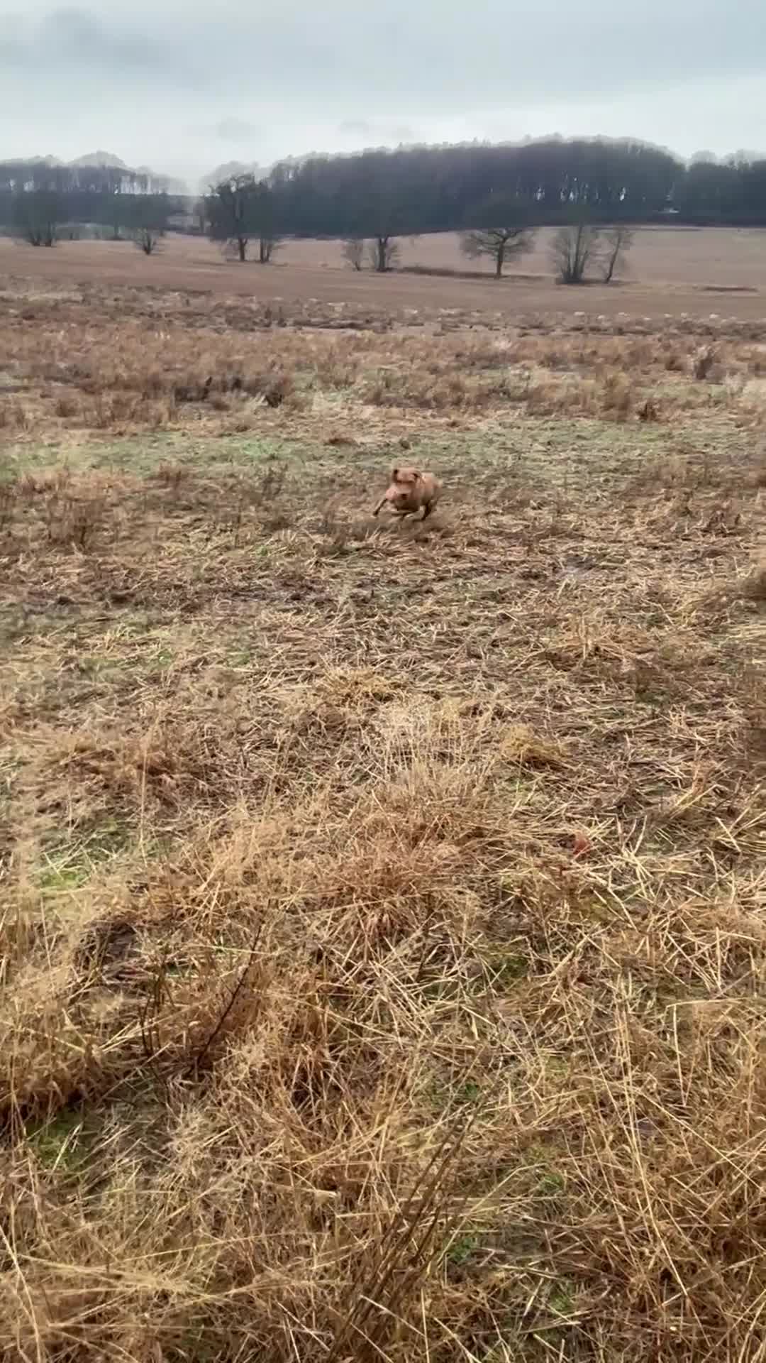 Labrador Retriever dogs for sale: Labrador  - Video 1