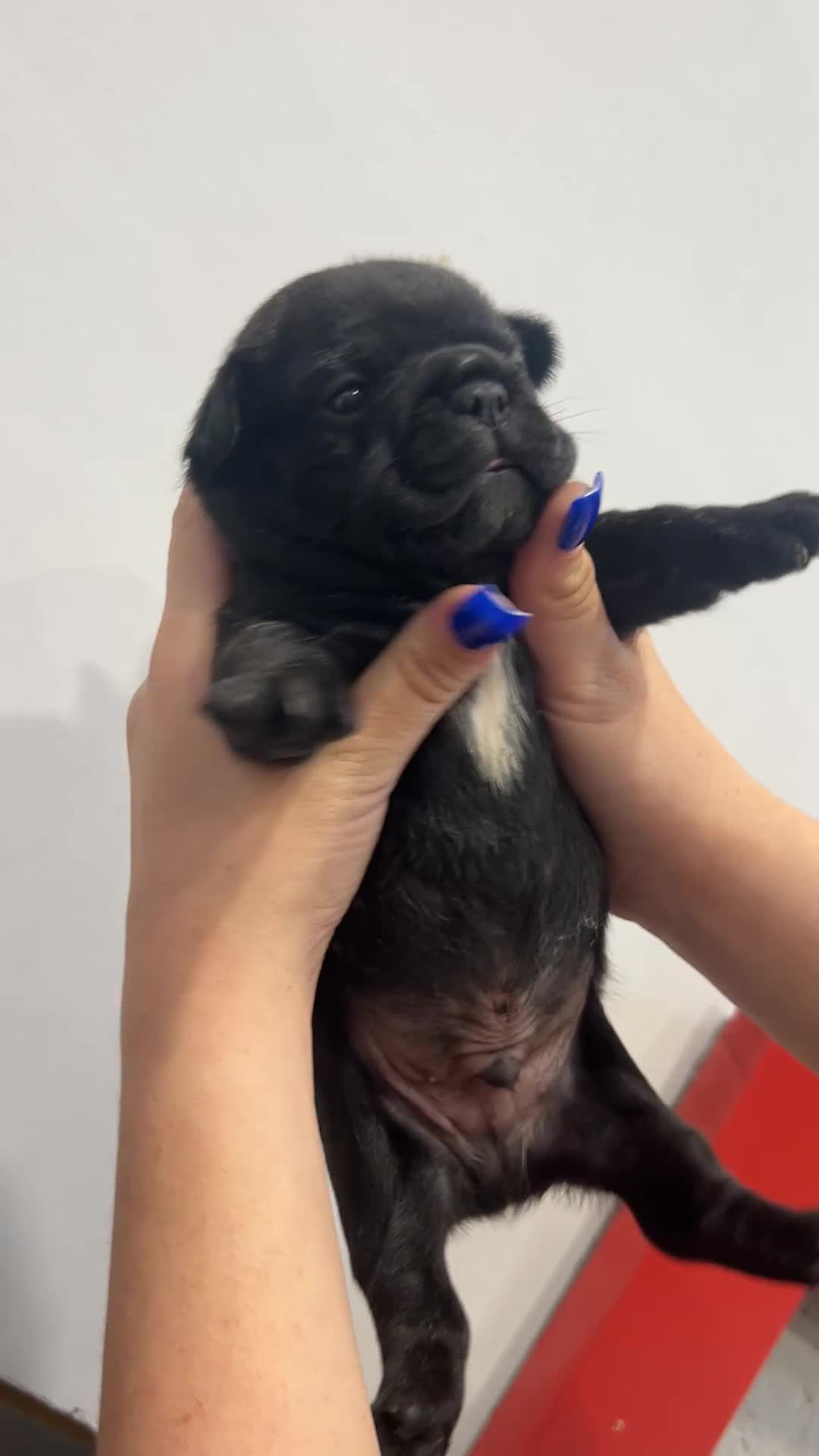 French Bulldog dogs for sale: Fluffy French bulldog puppies  - Video 4