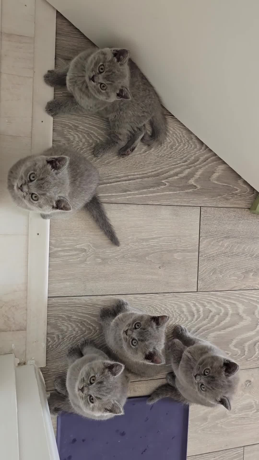 British Shorthair cats for sale: British Blue Shorthair - Video 3
