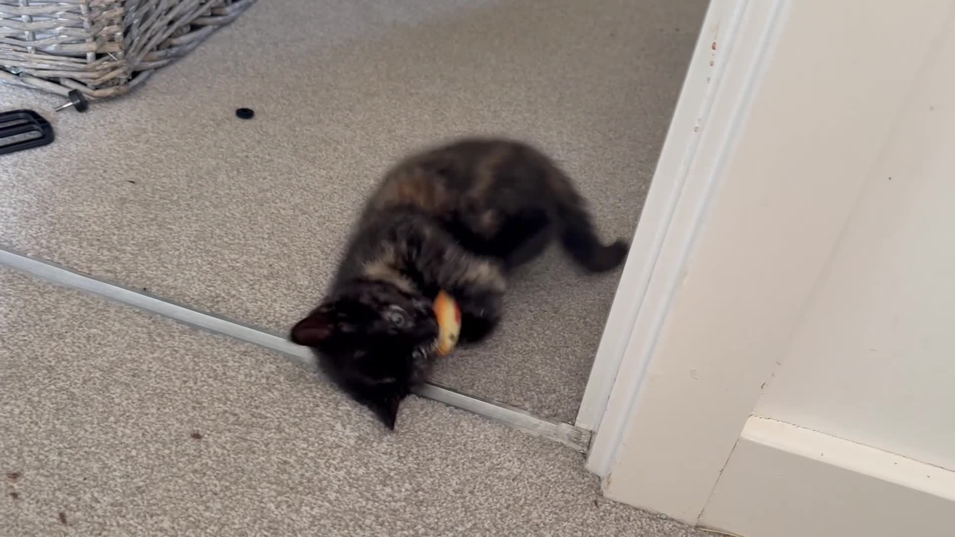 British Shorthair cats for sale: 3 Gorgeous Tortoiseshell Girls for forever home.  in Witney - Video 1