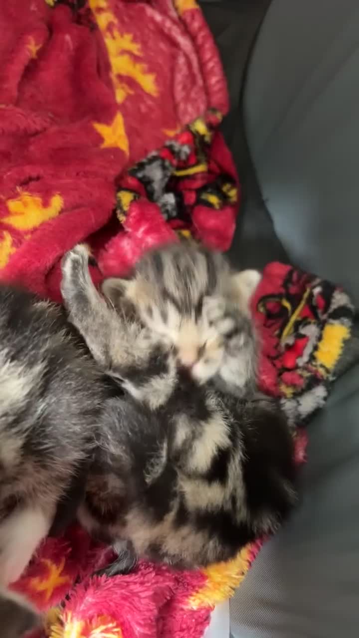 Mixed Breed cats for sale: Kittens for Sale  - Video 3