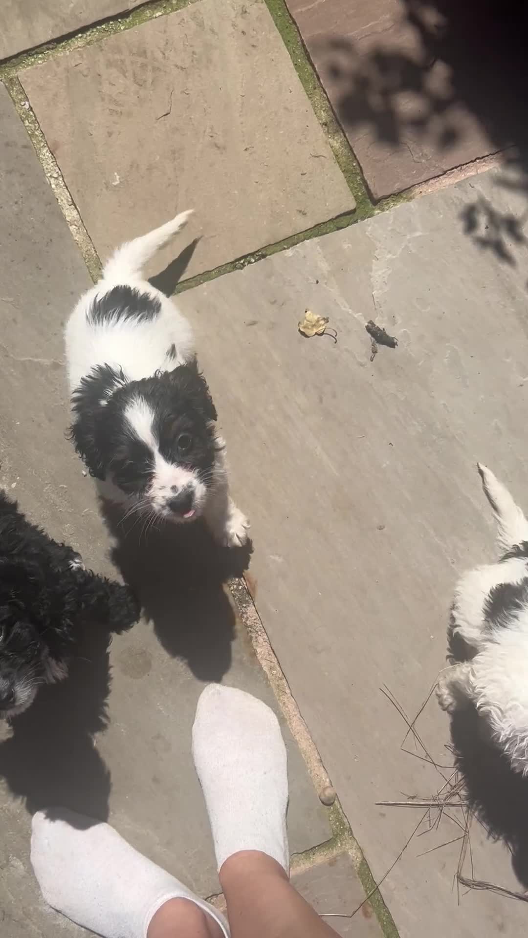 Cockapoo dogs for sale: Stunning little of 6 cockapoo puppies  - Video 1