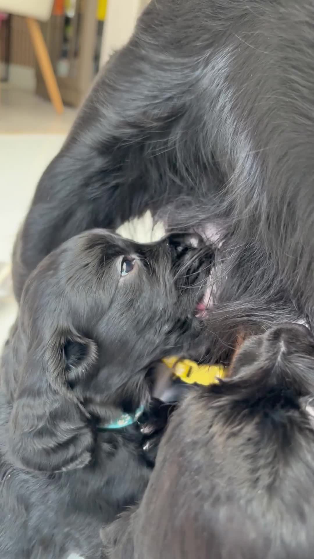 Cocker Spaniel dogs for sale: Cocker spainel puppies  - Video 2