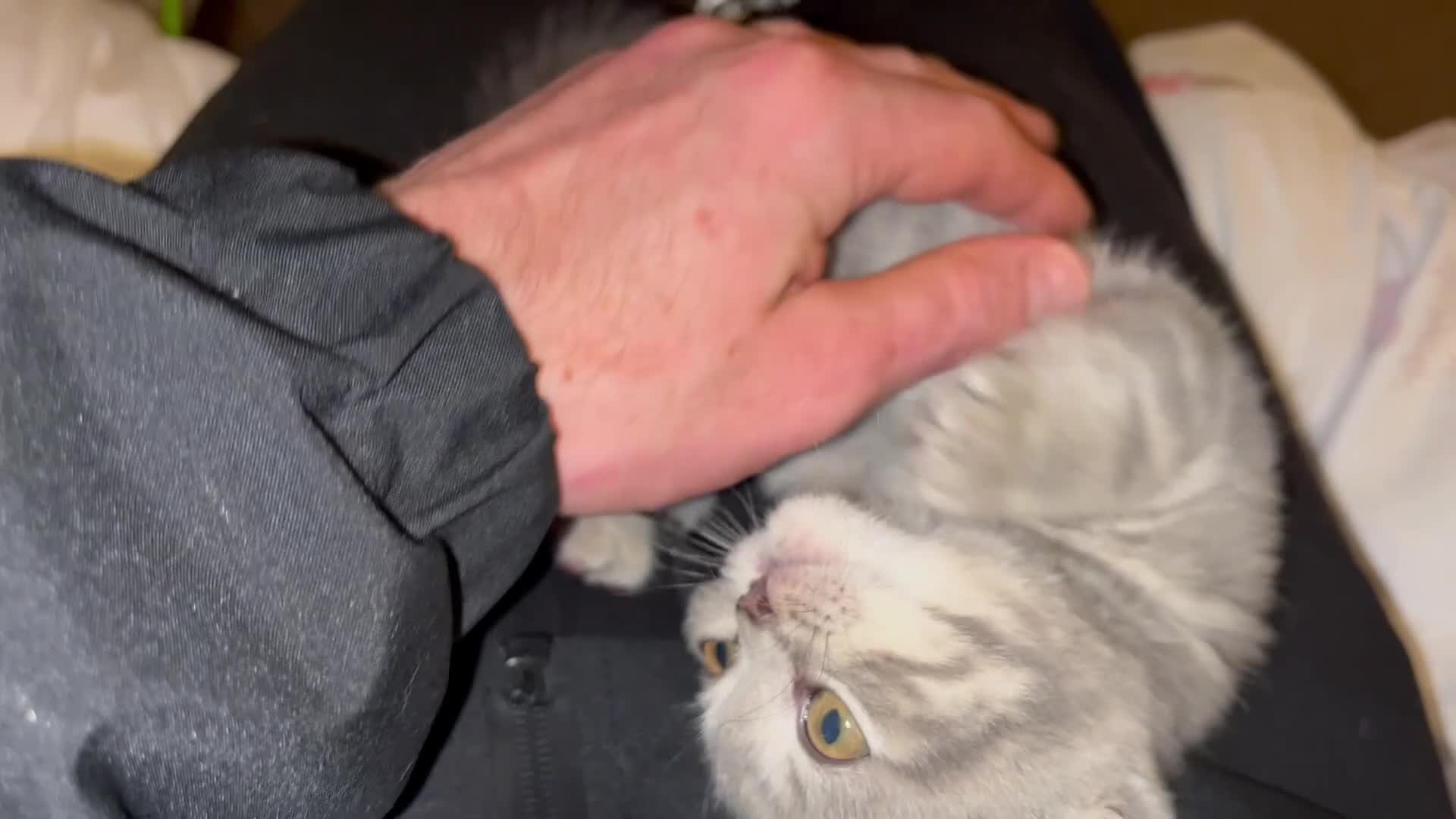 British Shorthair cats for sale: One male and one female remain - Video 2