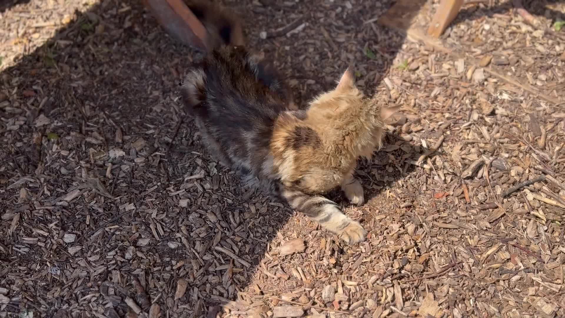 Maine Coon cats for stud: Maine Coon Tulio for stud - Video 1