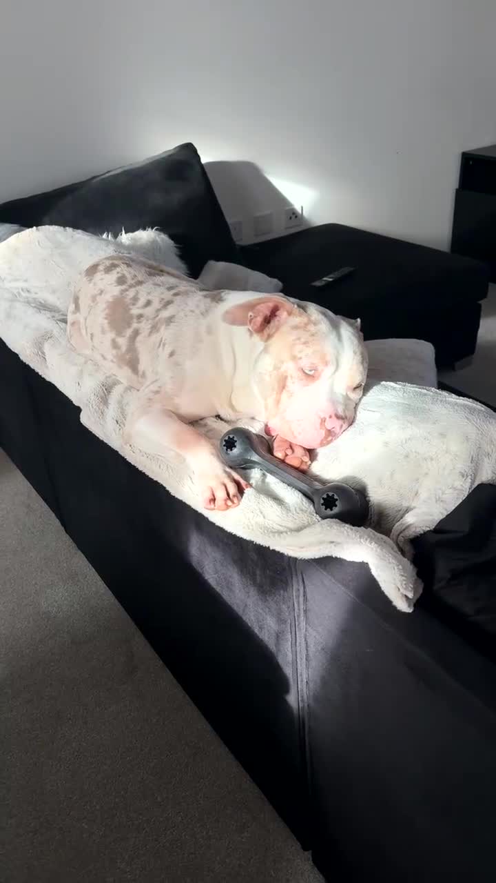 American Bully dogs for sale: Pocket bully champagne white rare colours - Video 1