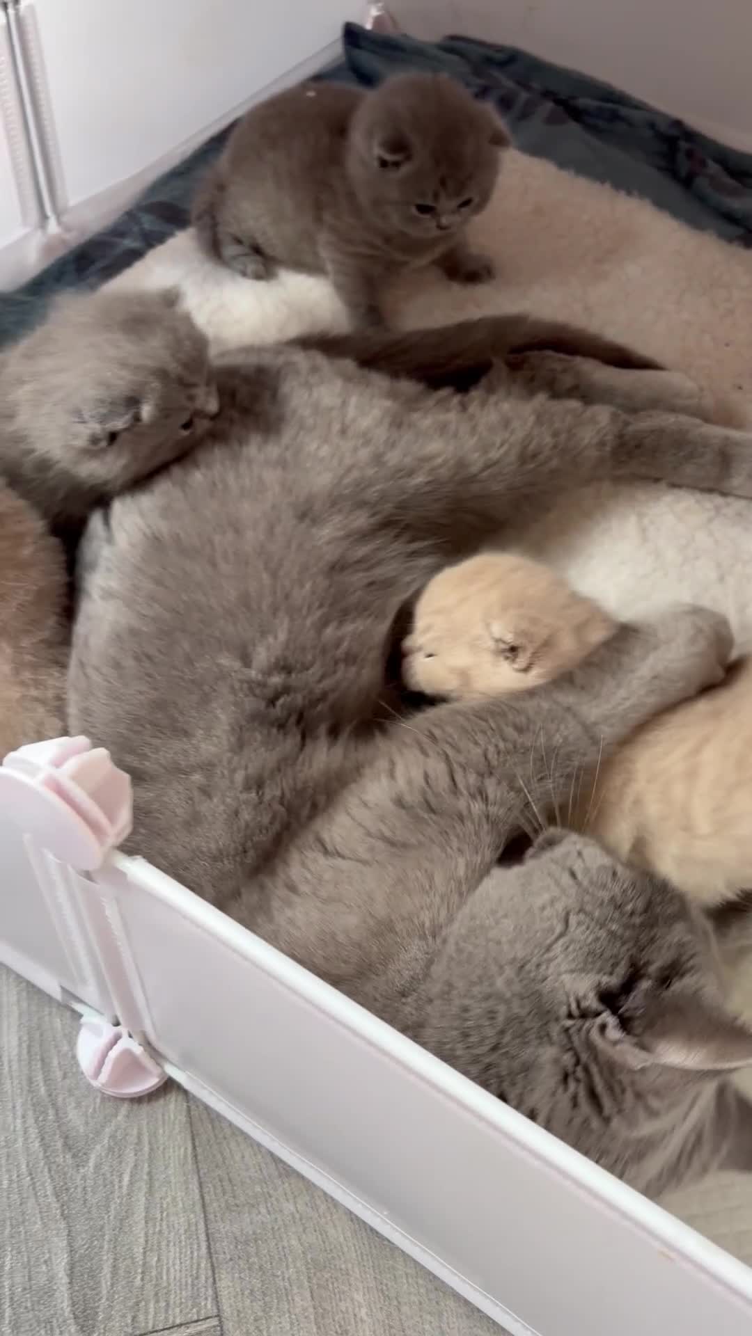 British Shorthair cats for sale: Lilac/Fawn British Blue Chunky Babies  - Video 1