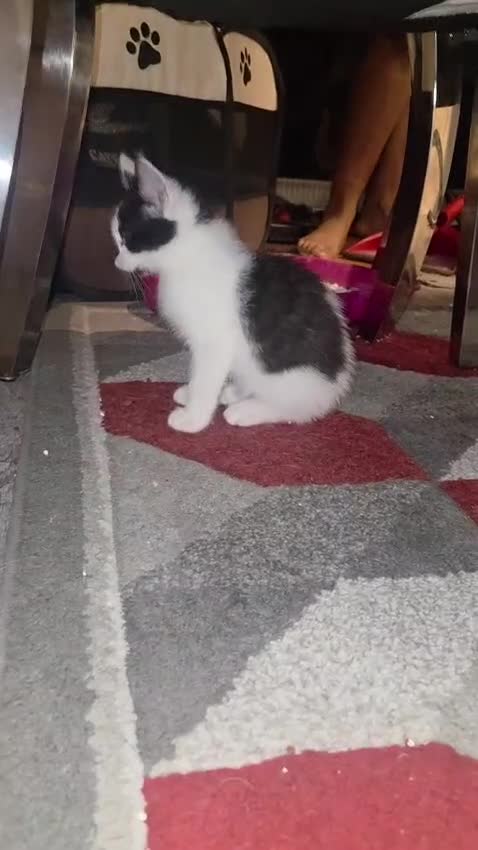 Mixed Breed cats for sale: 🐾 Adorable Kittens Looking 4 Their Forever Homes  in Coulsdon - Video 3