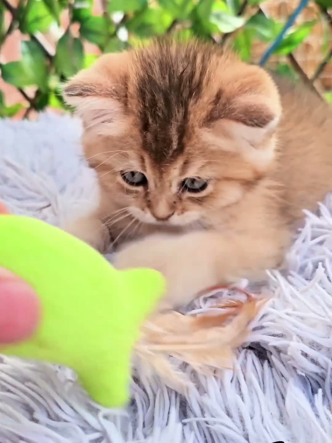 British Longhair cats for sale: ✨️🧸 Stunning Babies, GCCF Registered ✨️🧸 - Video 1